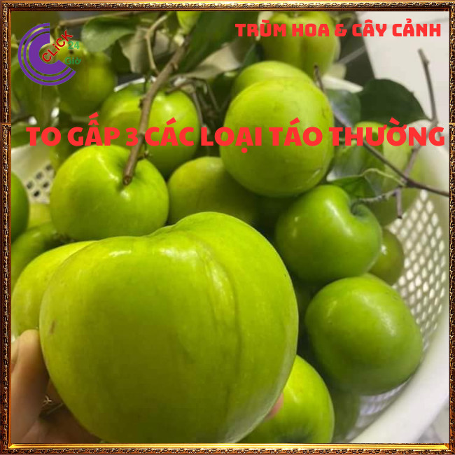 Cây Táo Thái Siêu Trái Ngọt Giòn Quả To Gấp 3 Lần Đang Có Hoa Rộ⏰ TRÙM HOA VÀ CÂY CẢNH