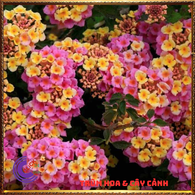 CHẬU TRÂM ỔI SIÊU HOA THƠM NGÁT BỘ SƯU TẬP NGŨ SẮC 50 MÀU RỰC RỠ⏳ TRÙM HOA VÀ CÂY CẢNH