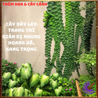 Dây thằn lằn lá to dây leo tường vảy ốc khỏe mạnh dễ trồng💍SHOP PP ONLINE CLICK 24 GIỜ