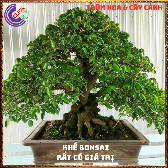 Chậu Cây Khế NGỌT Thái Siêu Trái Cao 70 cm thơm ngon Nhiều dinh dưỡng🍇Hoa Mười Giờ Bonsai & Phụ Kiện
