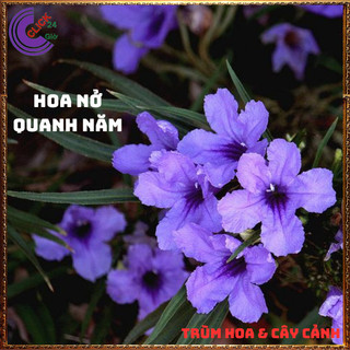 CHẬU HOA CHIỀU TÍM NHẤT XINH TÍM DẠ YẾN THẢO MEXICO NỞ QUANH NĂM️️🥁 MiMa market