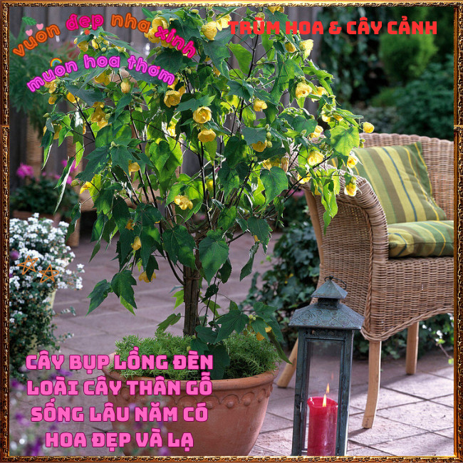 Chậu Cây Hoa Bụp Lồng Đèn VÀNG CHANH xinh xắn lạ mắt hoa quanh năm 💡Hoa Mười Giờ Bonsai & Phụ Kiện
