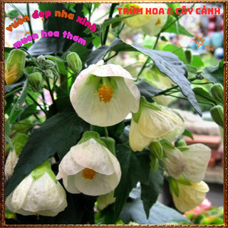 Chậu Cây Hoa Bụp Lồng Đèn MÀU TRẮNG KEM xinh xắn lạ mắt hoa quanh năm 🌺Làng Hoa Sa Đéc