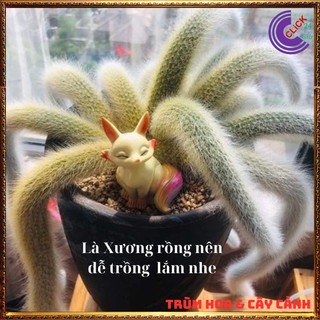 2 cây Xương rồng hồ ly đẹp mê hoặc, vẻ đẹp cổ tích cầu tình duyên ️️🥁 MiMa market