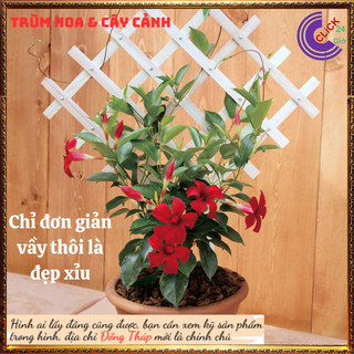 Chậu hoa trang đài đỏ rực rỡ nổi bật hoa huyết anh dễ trồng siêu bông️️🥁 MiMa market