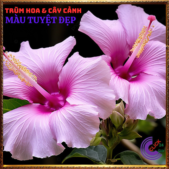 Cây hoa dâm bụt thái màu hồng cánh đơn bông bụp đại hồng hoa cẩm quỳ⏰Hoa Mười Giờ Bonsai & Phụ Kiện