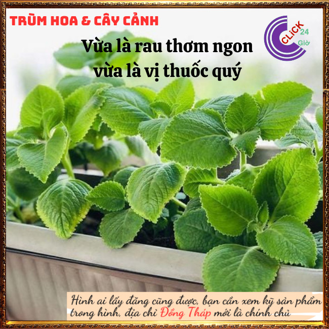 Chậu rau tần dày lá nấu canh chua, thần dược trị ho, giảm viêm họng ⏰Hoa Mười Giờ Bonsai & Phụ Kiện