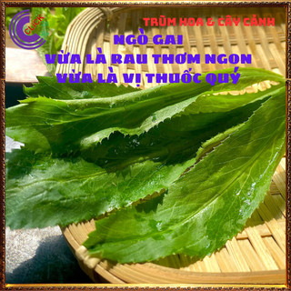 Chậu rau mùi tàu hương thơm đặc biệt cho món ăn và là dược liệu quý ️️🥁MiMa market