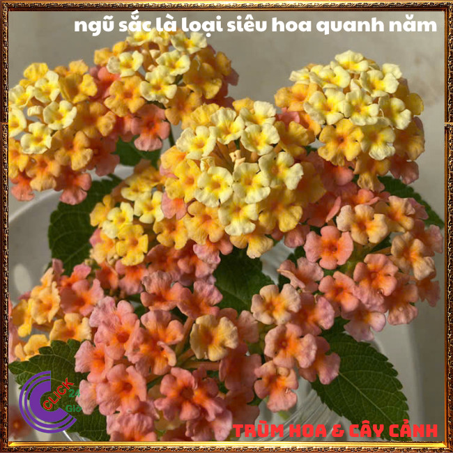 CÂY NGŨ SẮC VÀNG CAM MƠ TRỌN BỘ SƯU TẬP 50 MÀU TRÂM ỔI THƠM NGÁT ⏳ Hoa Mười Giờ Bonsai & Phụ Kiện