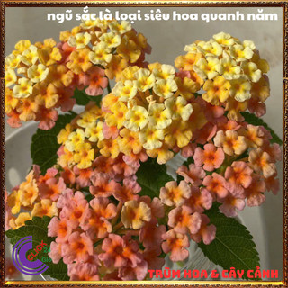 CÂY NGŨ SẮC VÀNG CAM MƠ TRỌN BỘ SƯU TẬP 50 MÀU TRÂM ỔI THƠM NGÁT ️💎 Siêu Thị Hoa