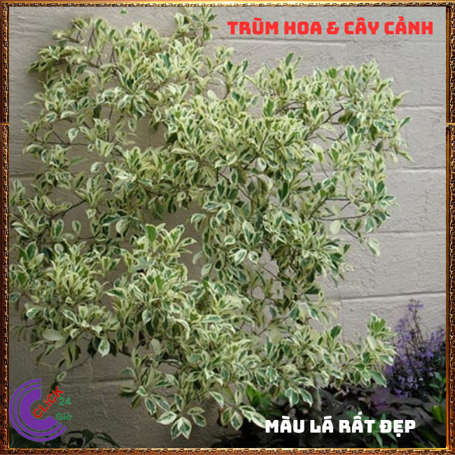 CHẬU TẮC CẨM THẠCH CAO TRÊN 50CM CÂY QUẤT, CÂY HẠNH THÁI SỌC ĐẸP ⏰ TRÙM HOA VÀ CÂY CẢNH