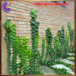 Chậu TẮC KÈ THÁI LÁ KHỔNG LỒ cao 60cm bám tườngđẹp và sang họ thằn lằn⌛Siêu Thị Hoa Và Cây Giống