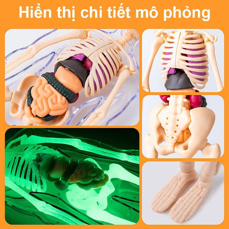 Mô hình người, Có Thể Tháo Rời, Mô hình giải phẫu cơ thể người cho bé khám phá, Đồ Chơi Khoa Học