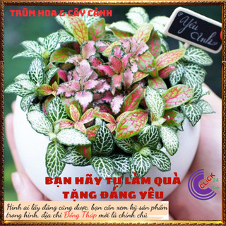 3 chậu may mắn trồng để bàn hút tia điện từ máy tính, làm tiểu cảnh ⌛ Siêu Thị Hoa Và Cây Giống
