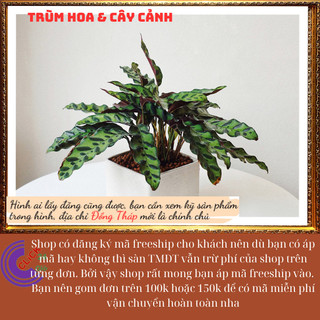 Chậu đuôi phụng để bàn có nhiều con sum mang lại may mắn tiền tài🕰Yêu Nhà Yêu Hoa