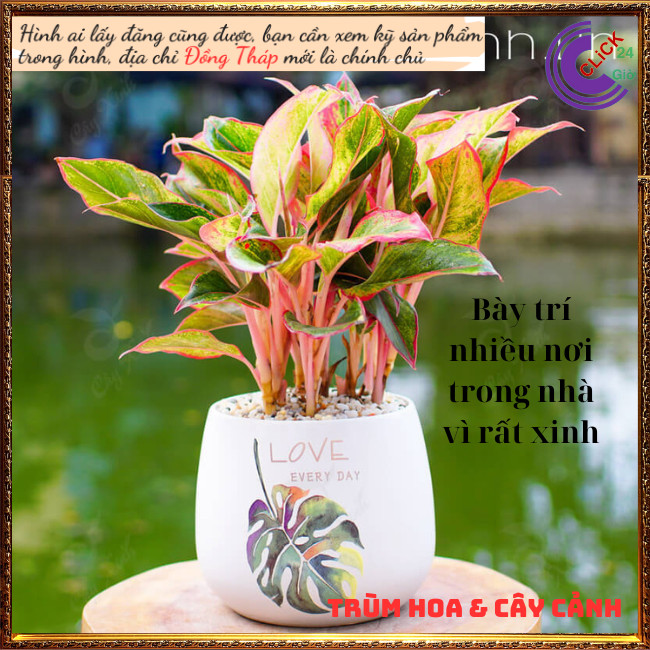 Chậu Cây Phú Qúy Đỏ phú Qúy Vàng Cây Trồng Trong Nhà Máy lọc không khí⏰Hoa Mười Giờ Bonsai & Phụ Kiện