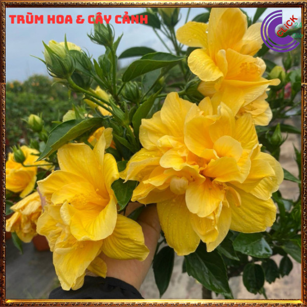 Chậu hoa râm bụt màu vàng cánh kép bông bụp thái đại hồng hoa cẩm quỳ⏰TRÙM HOA VÀ CÂY CẢNH