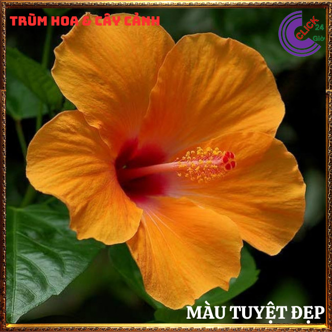 Chậu hoa râm bụt vàng mơ cánh đơn bông bụp thái đại hồng hoa cẩm quỳ⏰TRÙM HOA VÀ CÂY CẢNH