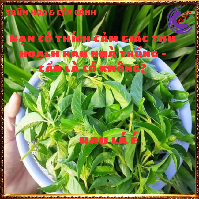 Chậu rau lá é đặc sản thơm ngon và là thần dược của cơ thể ⏰Hoa Mười Giờ Bonsai & Phụ Kiện