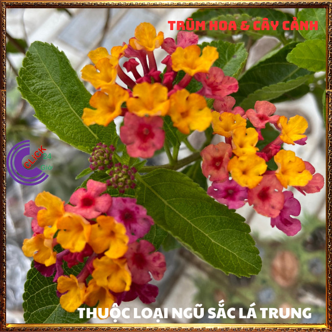 CHẬU TRÂM ỔI TÍM VÀNG THƠM NGÁT BỘ SƯU TẬP NGŨ SẮC 50 MÀU RỰC RỠ⏳TRÙM HOA VÀ CÂY CẢNH