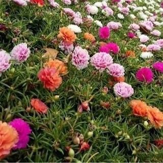 [TỔNG HỢP] - Sét 2 gói Hạt giống hoa mười giờ kép Mới nhất - Gói mix 20 màu