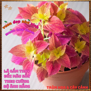 Chậu Lá Gấm Hoàng Hôn Màu Tuyệt Đẹp Tía Tô Cảnh Mới Mẻ Lạ Mắt ️🎊 Hoa Giống Mới Siêu Đẹp, Dễ Trồng
