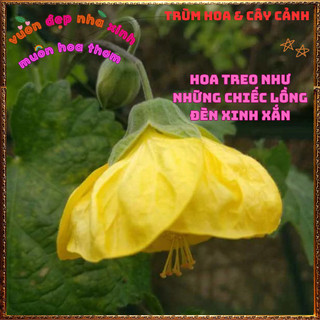 Chậu Cây Hoa Bụp Lồng Đèn VÀNG CHANH xinh xắn lạ mắt hoa quanh năm 🌺Làng Hoa Sa Đéc