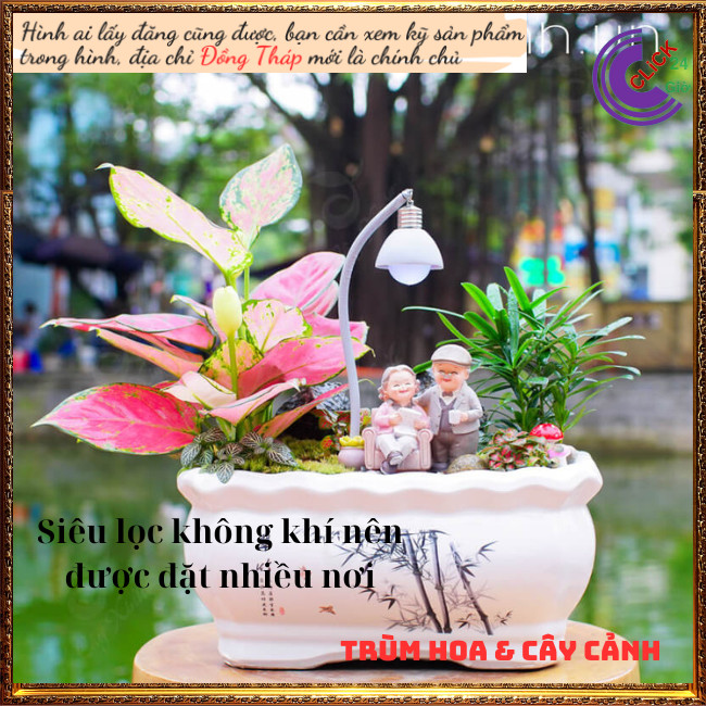 Cây Hồng Phát Lộc Đem Lại May Mắn Tài Lộc Để Bàn Lọc Không Khí ⏰ Hoa Mười Giờ Bonsai & Phụ Kiện