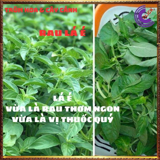 Chậu rau lá é đặc sản thơm ngon và là thần dược của cơ thể ⏰Hoa Mười Giờ Bonsai & Phụ Kiện