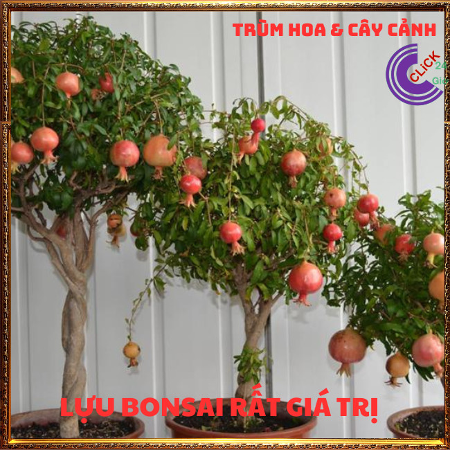 Cây Lựu Kiểng Làm Bonsai Mini Giao Cây Nguyên Bản⏰ TRÙM HOA VÀ CÂY CẢNH