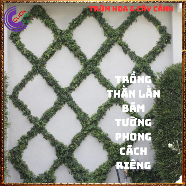 Combo 2 chậu Cây thằn lằn bám tường không hại tường vảy ốc⏰Hoa Mười Giờ Bonsai & Phụ Kiện