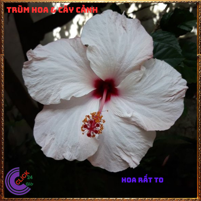 CHẬU BÔNG BỤP TRẮNG CÁNH ĐƠN HOA TO KHỦNG NỞ QUANH NĂM RÂM BỤT THÁI⏰ Hoa Mười Giờ Bonsai & Phụ Kiện