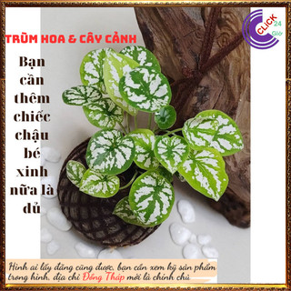 2 Chậu Môn Đốm Trắng Mini Chậu Giao có nhiều cây con, tách ra rất hời⌛ Siêu Thị Hoa Và Cây Giống