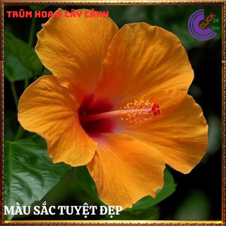 Cây hoa dâm bụt thái vàng mơ cánh đơn bông bụp đại hồng hoa cẩm quỳ to💍SHOP PP ONLINE CLICK 24 GIỜ