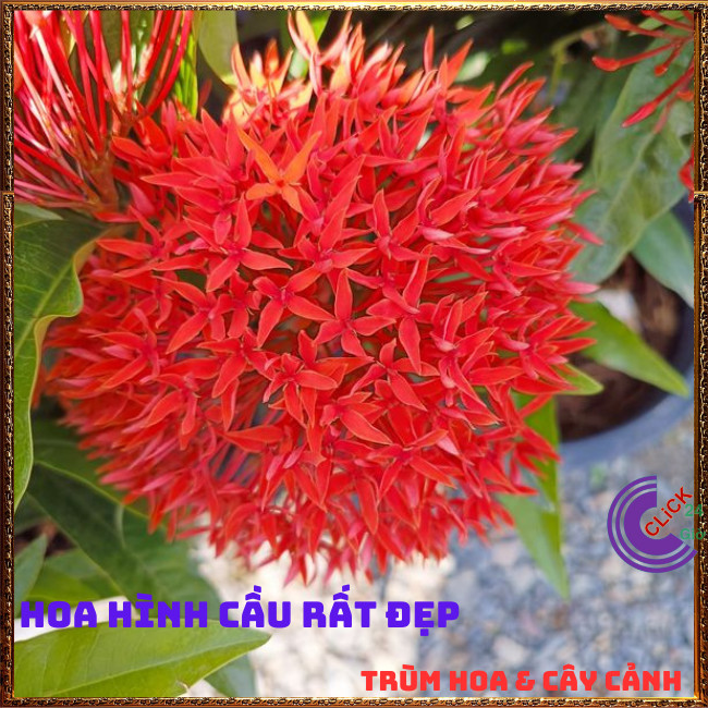 CÂY HOA TRANG LÁ HẸ MẪU ĐƠN KIM MÀU ĐỎ NỞ TỪNG CHÙM TÚ CẦU RỰC RỠ 📕 TRÙM HOA VÀ CÂY CẢNH