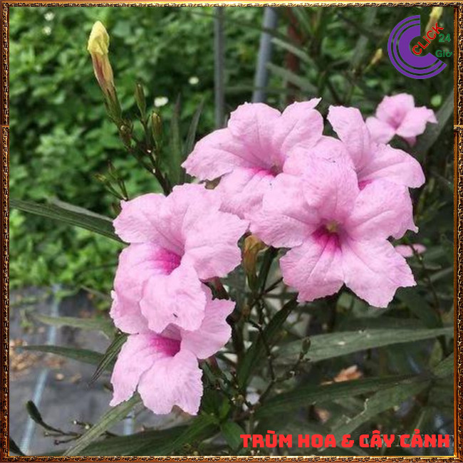 CHẬU HOA CHIỀU HỒNG NHẤT XINH HỒNG DẠ YẾN THẢO MEXICO NỞ QUANH NĂM⏰ TRÙM HOA VÀ CÂY CẢNH