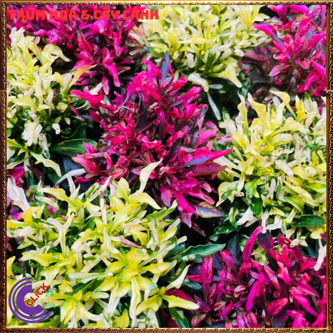 COMBO 2 CHẬU CÂY KỶ ĐỎ DỀN XANH MÀU SẮC ĐẸP SỐNG LÂU NĂM DỄ TRỒNG⏰Hoa Mười Giờ Bonsai & Phụ Kiện