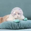 Điều chỉnh hàng đầu cho mèo Vỏ bảo vệ đầu cho mèo Mõm ngăn ngừa cắn để chải lông