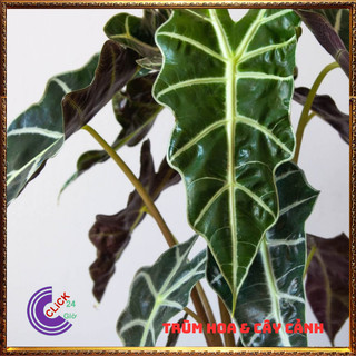 Cây trầu bà quan âm lá hình tim siêu cuốn hút mang đến điều tốt lành💍 SHOP PP ONLINE CLICK 24 GIỜ