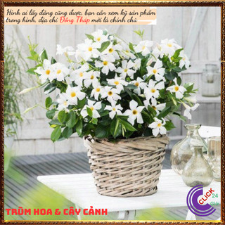 Chậu hoa tuyết anh trắng tinh khôi hoa trang đài trắng tuyệt đẹp🕰 Yêu Nhà Yêu Hoa