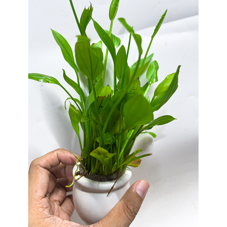 Lan Nước Chậu (Cây Thủy Sinh Dễ Trồng) Cho Bể Cá Cảnh