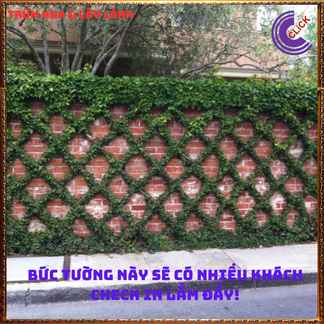 Combo 2 chậu Cây thằn lằn bám tường không hại tường vảy ốc⏰Hoa Mười Giờ Bonsai & Phụ Kiện