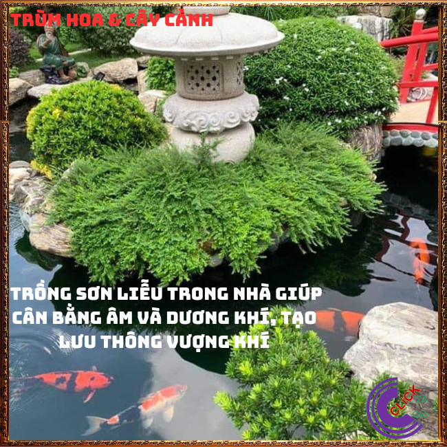 Combo 2 Chậu cây SƠN LIỄU THÁI RŨ ngụ ý phong thủy may mắn⏰TRÙM HOA VÀ CÂY CẢNH