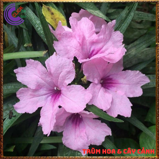 CHẬU HOA CHIỀU HỒNG NHẤT XINH HỒNG DẠ YẾN THẢO MEXICO NỞ QUANH NĂM⏰ TRÙM HOA VÀ CÂY CẢNH