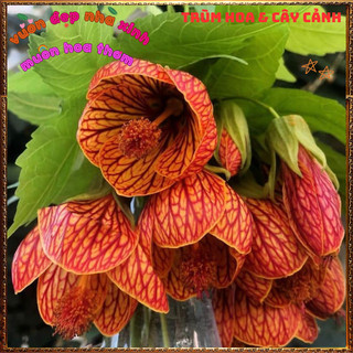 Chậu Hoa Bụp Lồng Đèn Màu Vàng Cam Râm Bụt Đèn Treo Mới Lạ Tuyệt Đẹp🌺Làng Hoa Sa Đéc