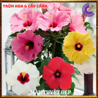 Cây hoa dâm bụt thái màu hồng cánh đơn bông bụp đại hồng hoa cẩm quỳ💍SHOP PP ONLINE CLICK 24 GIỜ