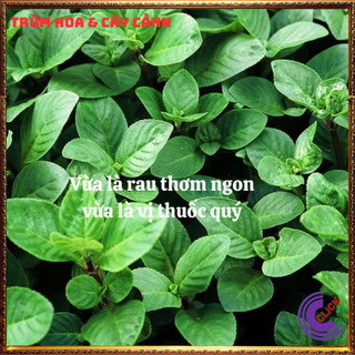 Chậu rau quế vị thơm ngon vừa là thảo dược quý tự nhà trồng vẫn hơn ⏰ Hoa Mười Giờ Bonsai & Phụ Kiện