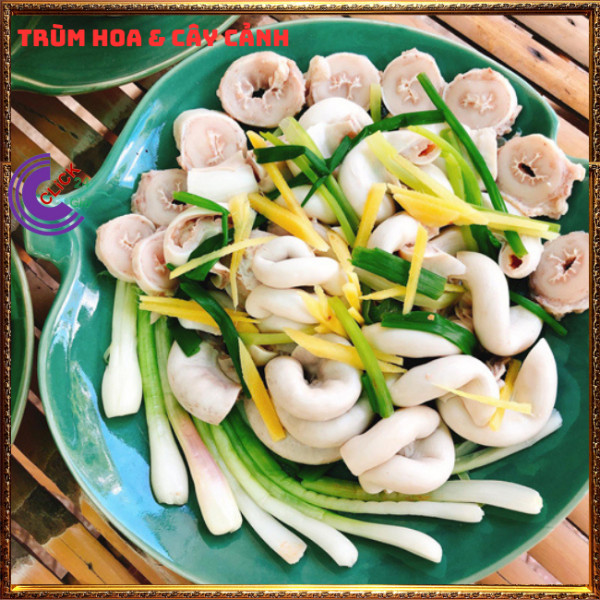 Chậu gừng trồng lấy củ và lá để ăn rất ngon thần dược mỗi nhà nên có⏰TRÙM HOA VÀ CÂY CẢNH