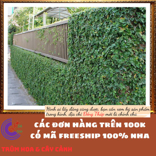 2 CHẬU THẰN LẰN DÂY LEO BÁM TƯỜNG VẢY ỐC TRÂU HỔ KHỎE MẠNH️️🥁MiMa market