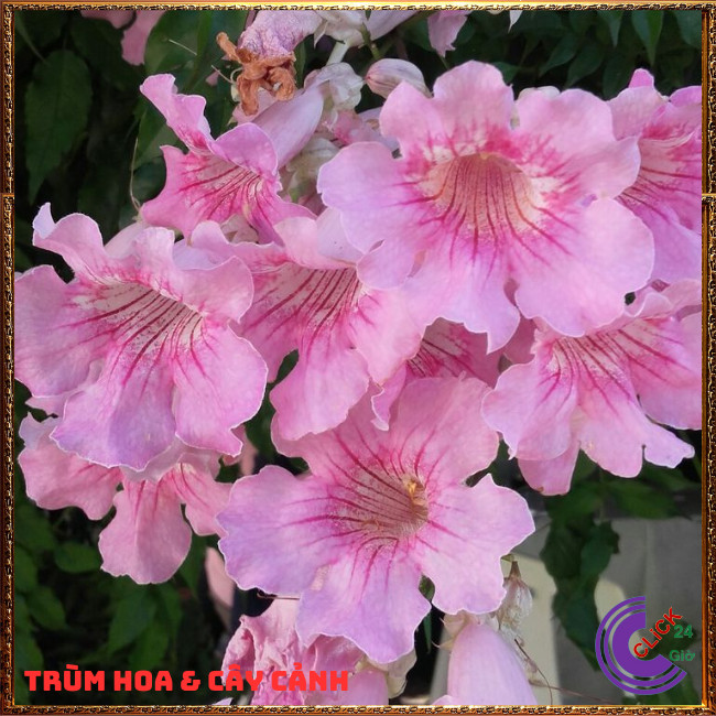 Chậu cây HỒNG THIÊN HƯƠNG dây leo hoa thơm nở quanh năm dễ trồng ⏰TRÙM HOA VÀ CÂY CẢNH